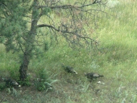 Turkeys in the grass